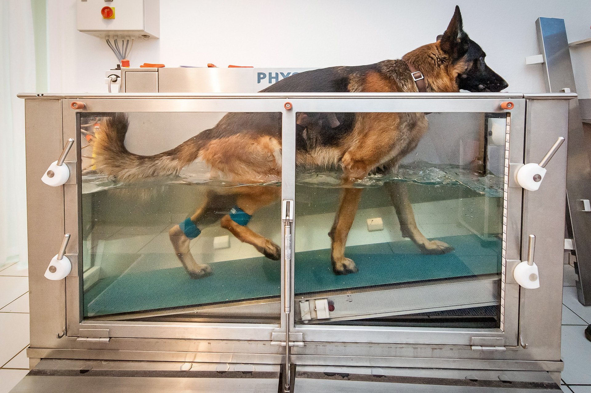 Unterwasserlaufband Hundephysiotherapie und Osteopathie Bremen Sorina Seidenfaden
